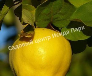 Айва Румо
