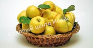 Айва Тепловская