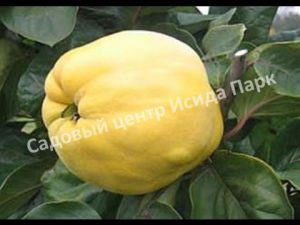 Айва Золотистая