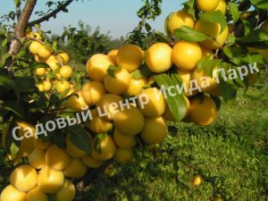 Алыча Царская