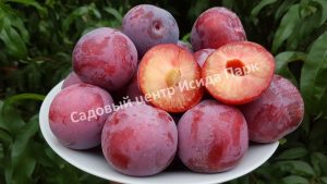 Алыча Десертная