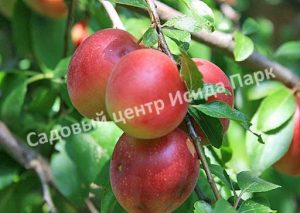 Алыча Евгения