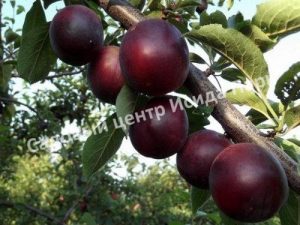 Алыча Глобус