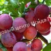 Алыча Июльская Роза 2