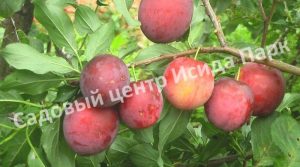 Алыча Карминная
