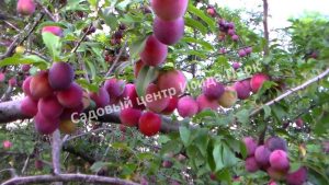 Алыча Комета Поздняя