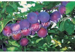 Алыча Мономах