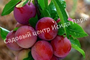 Алыча Пионерка
