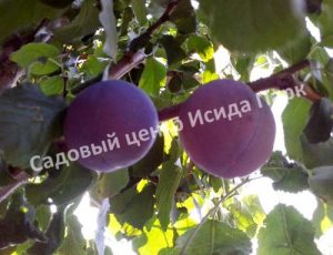 Алыча Президент