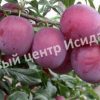Алыча Шатер 1
