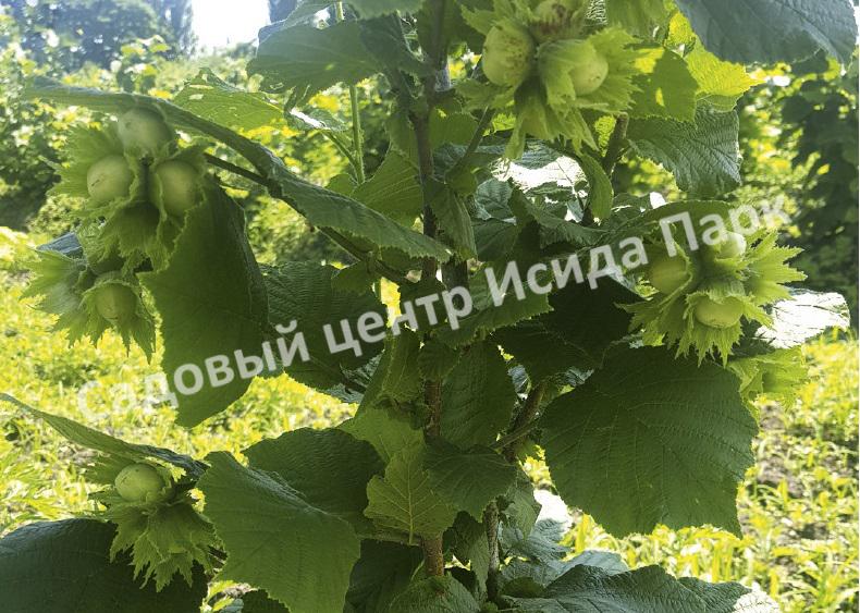 Фундук лещина Анапский (Anapsky) Фундук лещина Анапский (Anapsky)