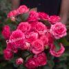 Роза Белла Линда Церайз (Bella Linda Cerise) 5