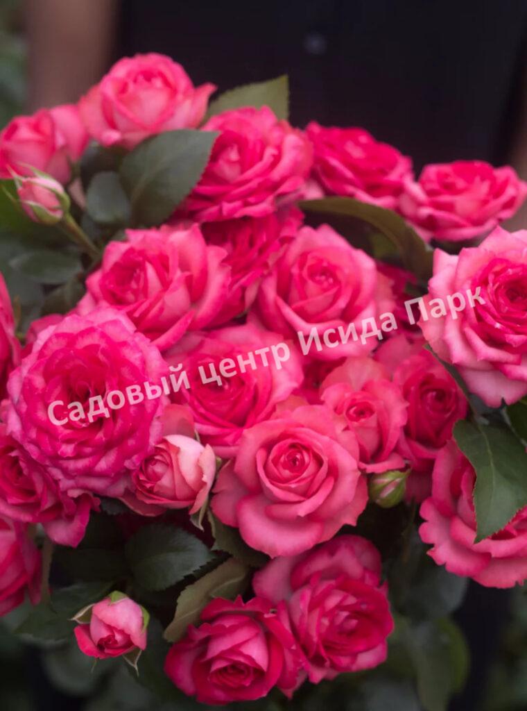 Роза Белла Линда Церайз (Bella Linda Cerise)