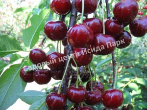 Черевишня (дюк) Алиса