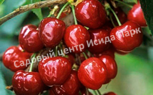 Черевишня (дюк) Краса Севера
