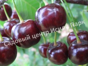 Черевишня (дюк) Крепкая