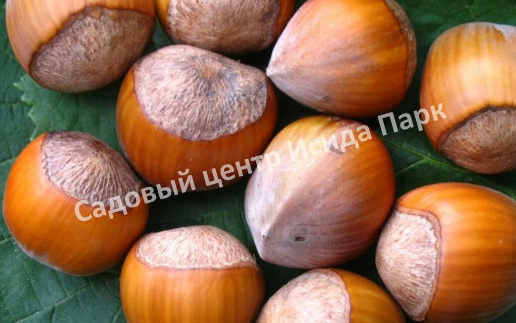 Фундук Лещина Ата-баба (Ata Baba)