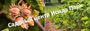 Фундук лещина Садовый (Sadovy)