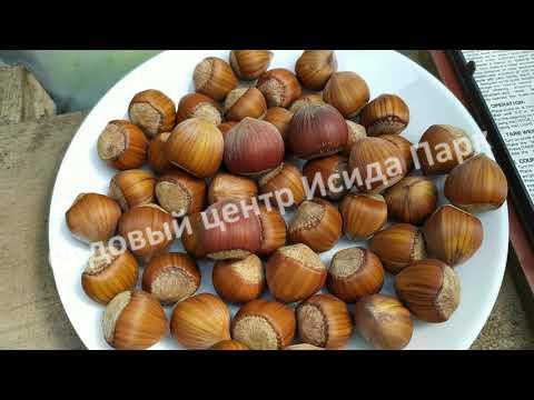 Фундук Лещина Бадиус (Badius) Фундук Лещина Бадиус (Badius)
