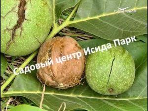 Орех Осипов