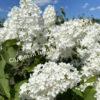 Сирень Лебёдушка (Lebedushka) 10