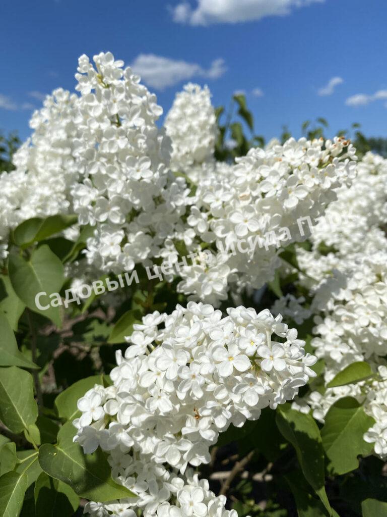 Сирень Лебёдушка (Lebedushka)