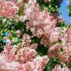 Сирень Люси Бальте (Syringa vulgaris «Lucie Baltet) 6