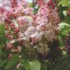 Сирень Люси Бальте (Syringa vulgaris «Lucie Baltet) 5