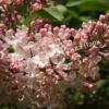 Сирень Люси Бальте (Syringa vulgaris «Lucie Baltet) 7