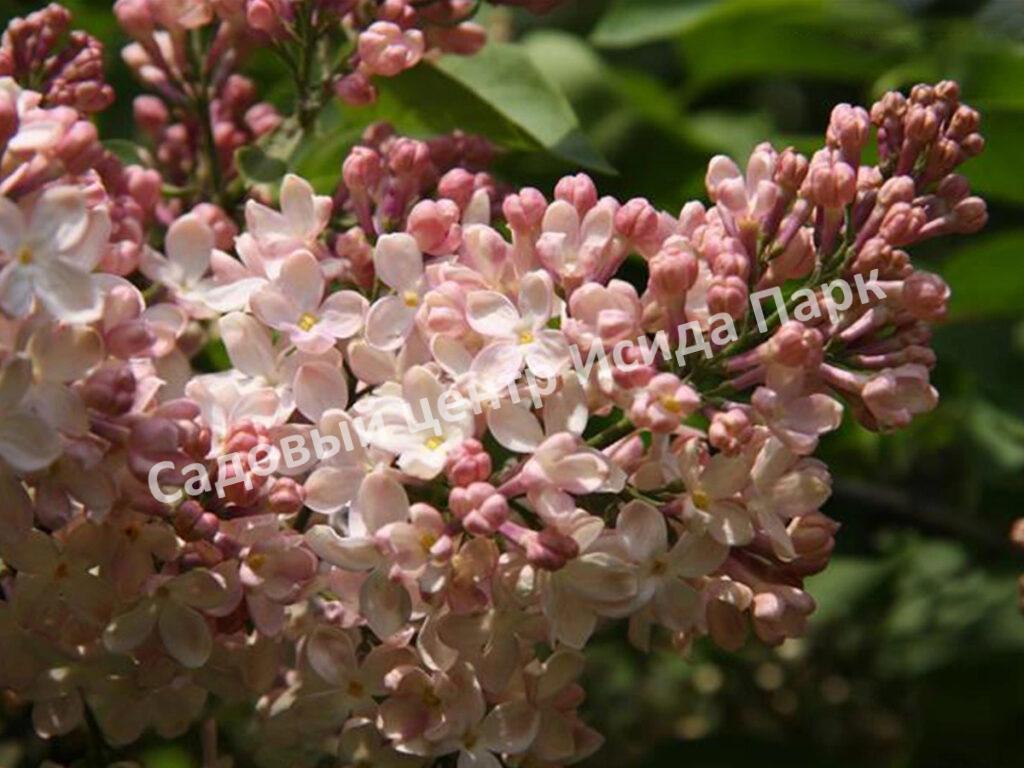 Сирень Люси Бальте (Syringa vulgaris «Lucie Baltet)