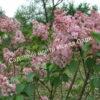 Сирень Люси Бальте (Syringa vulgaris «Lucie Baltet) 8