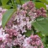 Сирень Люси Бальте (Syringa vulgaris «Lucie Baltet) 9