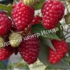 Малина Бриллиантовая 3