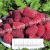 Малина Бриллиантовая 4