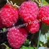 Малина Элегантная 1