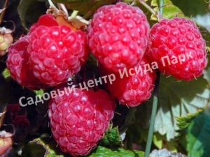 Малина Элегантная