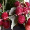 Малина Евразия 3