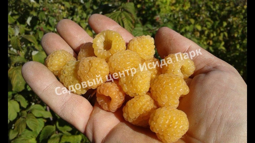 Малина Желтый Гигант