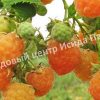 Малина Золотые Купола 2