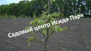 Грецкий орех Идеал