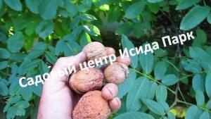 Орех Грецкий Великан