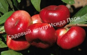 Нектарин Донат