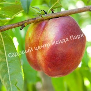 Нектарин Евпаторийский