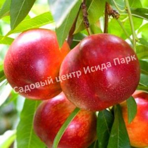 Нектарин Крымчанин