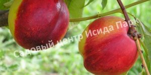 Нектарин Любимец