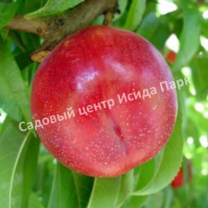 Нектарин Мэй Даймонд