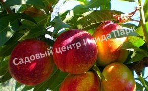Нектарин Нектаред-4