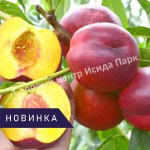 Нектарин Септембер Квин