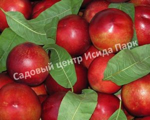 Нектарин Скиф