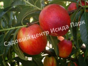 Нектарин Спокуса